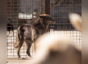 Nala wünscht sich ein Zuhause