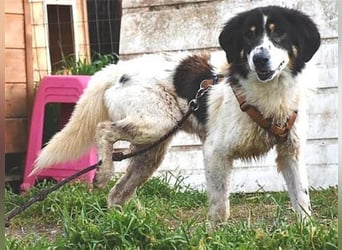 Freundlicher Peppe sucht seine Familie