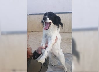 Lutz, ein aktiver, liebevoller Familienhund