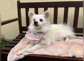 Emma SR – Kleine Hündin sucht liebevolles Zuhause