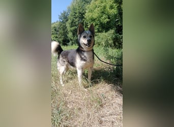 Bertie - der freundliche Huskymischling sucht Menschen die seine Bedürfnisse kennen