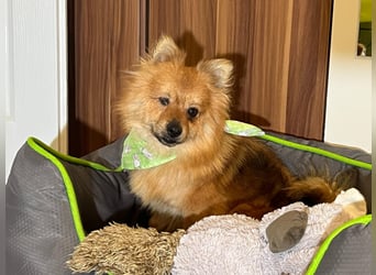 Bella SR - bezaubernder Schatz sucht Zuhause!