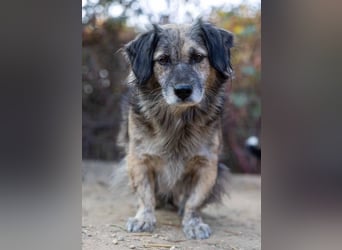Pufi sucht ein ruhiges Zuhause