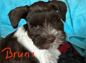 American Zwergschnauzer Braun weiß geb 05.04.2025