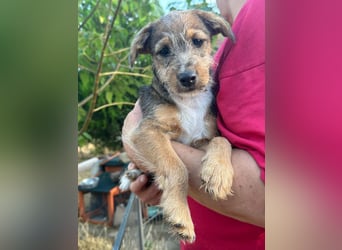 Patrik, geboren 10.04.2025, 24cm sucht seine Chance