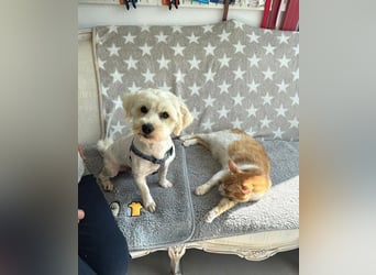 Balou - freundlicher, lieber, katzenverträglicher Bichon Frisé Mix Rüde / z.Zt. noch in Rumänien