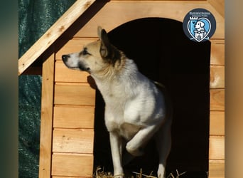 Shanti sucht ein Zuhause