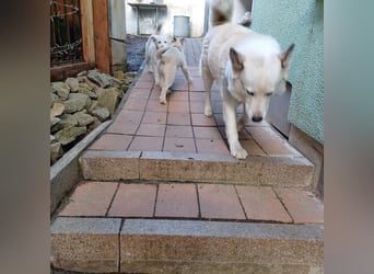 Akita-Husky Welpen