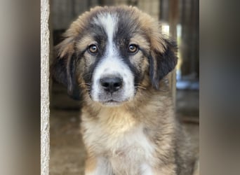 Kroos, geb. ca. 03/2024, lebt in GRIECHENLAND, im städt. Tierheim Serres