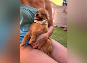 Charlie SR - Kuschelspitz mit großem Nachholbedarf