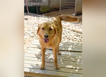 Kuckuck, wer schenkt Traumhund OLIVER ein liebevolles Zuhause?