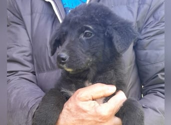 Lieber Srecko ❤️ schmusiger Husky-Mix