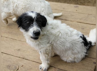 Herziger KELVIN sucht Kuschelpartner fürs Leben