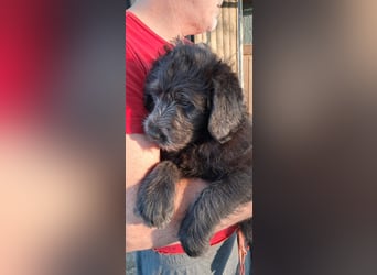 Labradoodle Welpen