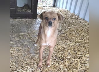 ❤️ lieber kleiner BARNIE - 1,5 Jahre, 40cm/9kg - Mischling