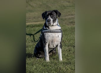 Mozes-SI– Spezieller Hund sucht spezielle Menschen!