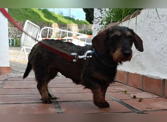 Chapi wartet auf ihre neue Familie