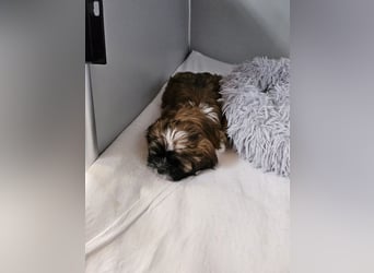 Reinrassige Shih Tzu 9 Wochen alt