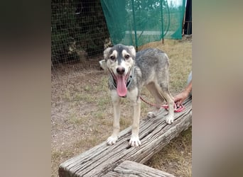 Steiger: toller Familienhund und aktiver Begleiter