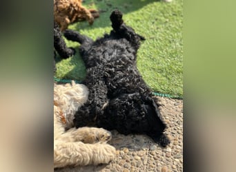 Goldendoodle F1b