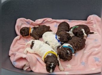 Lagotto Romagnolo