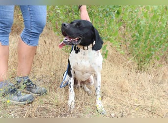 Douglas,  Pointer-Mix, lieb und sozial