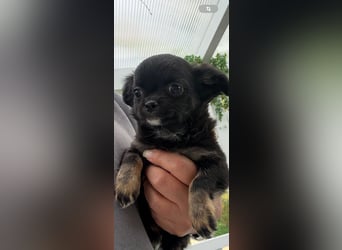 Chihuahua Welpen