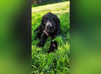 Labradoodle Silver Abgabebereit mit Papieren (Habeicaped)