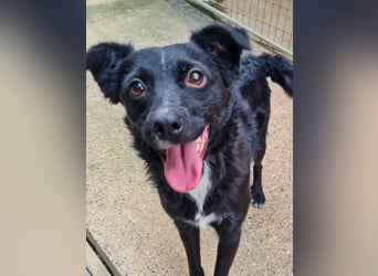 Verspielter ELVIS- sucht Zuhause für immer