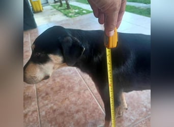 Bella, geboren 05.07.2022, 42cm sucht ihr Zuhause