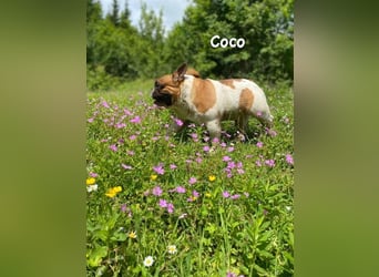 Coco - erwachsener French Bully Rüde