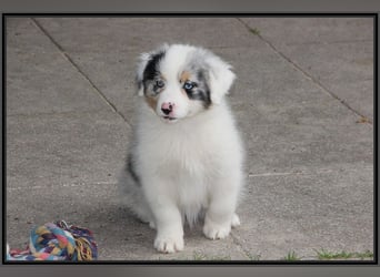 Australian Shepherd - Traumwelpen -KEINE Arbeitslinie-aus langjähriger Familienaufzucht.