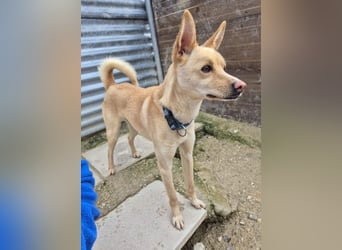 Nico , ein toller Familienhund