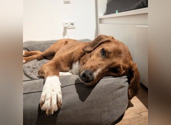 Vermittlungshilfe für Bronte ❤️