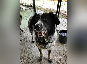 Ruby, lieb und gutmütig
