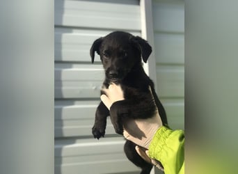 Charly - Großes Herz sucht Familie für ein dauerhaftes Happy End! (78166 Donaueschingen)