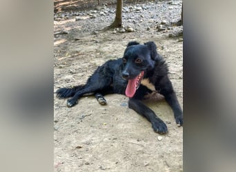 Verspielter ELVIS- sucht Zuhause für immer