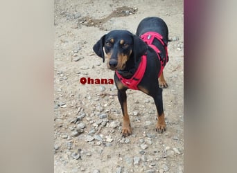Ohana,geb.03/24,liebes Brackenmädchen sucht ihre Famiie