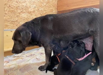 Labrador Welpen in foxred und schwarz aus liebevoller Hobbyzucht