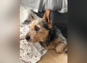 Terry, sucht seine Menschen