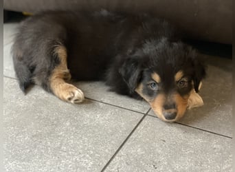 Diese süßen Australian Shepherd Welpen