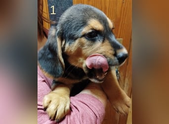 Anhängliche Beagle-Schäferhundmixwelpen suchen ein Super zu Hause