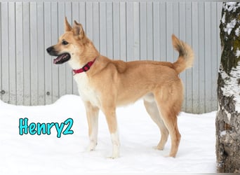 Henry2 06/2020 (RUS) - cleverer und verspielter vermutl. Husky-Mix sucht sportliche Menschen!