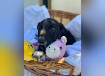 Alex LM - Zuhause gesucht – Neun kleine Hundekinder auf großer Mission
