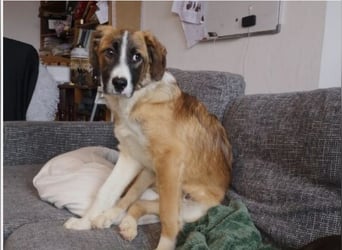 KAIO - Junghund sucht seine Herzensmenschen