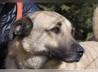 Romeo - freundlicher, anhänglicher Kangal Mix Rüde / z.Zt. noch in Rumänien