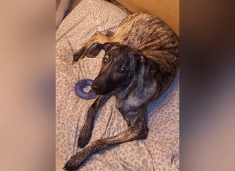 wunderschöner Hütehund Rüde 5 Monate sucht noch ein Zuhause