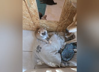 Shiba inu Welpen.   vom Haus Joe   ,Liebhaberzucht