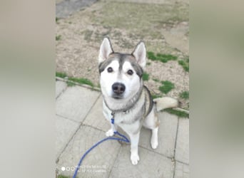 WOLFI ca. 5 J. Malamutmixrüde, kraftvoll und sportlich