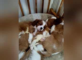 Cavalier King Charles Spaniel